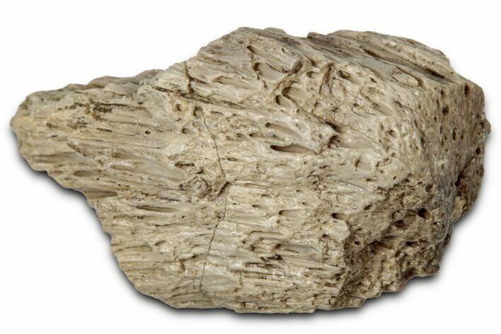 Fossil Tyrannosaur (T rex) Bone Section - Wyoming #352739